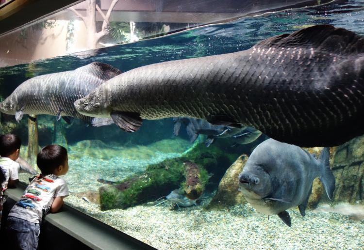 淡水魚園水族館 アクア・トトぎふ(各務原市)