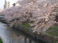 清水川の桜 ぎふの四季 春 岐阜観光コンベンション協会