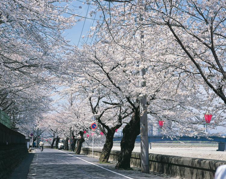 長良川提の桜