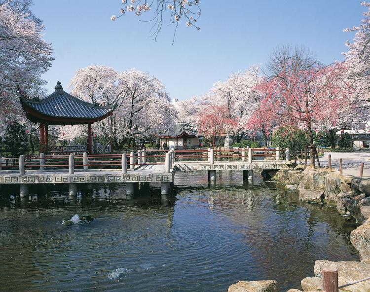 日中友好庭園の桜