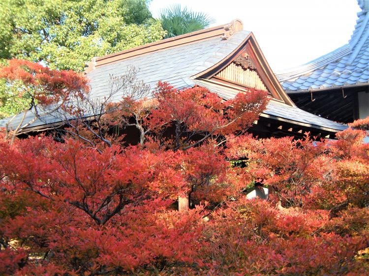 ドウダンツツジの紅葉