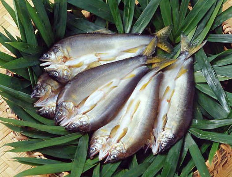 天日干し鮎ひらき(要冷凍)