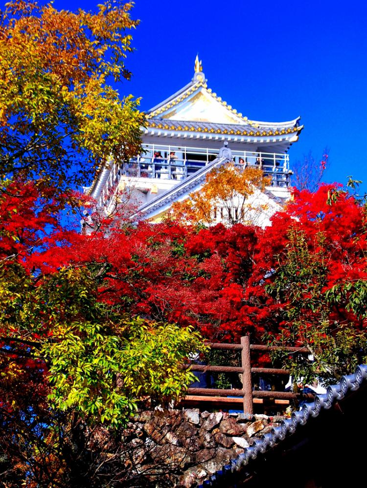 岐阜城の紅葉/金森 正裕