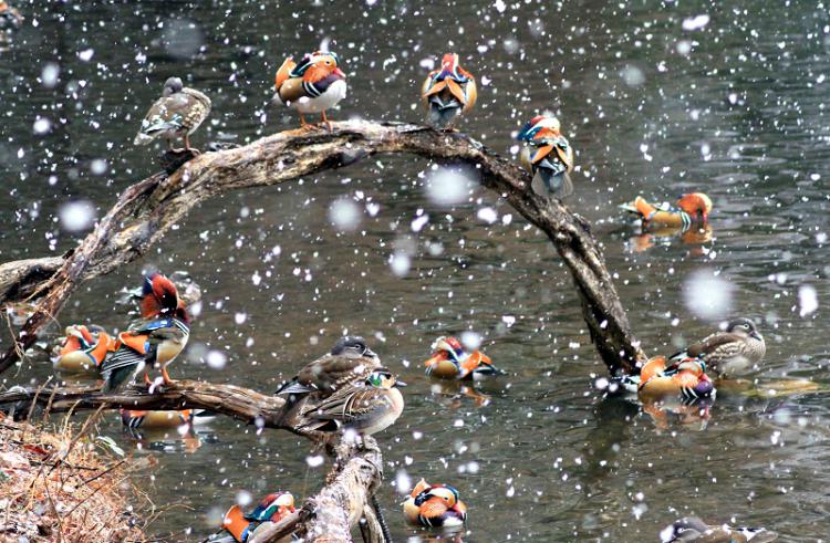 雪降りのオシドリ/可児 芳春