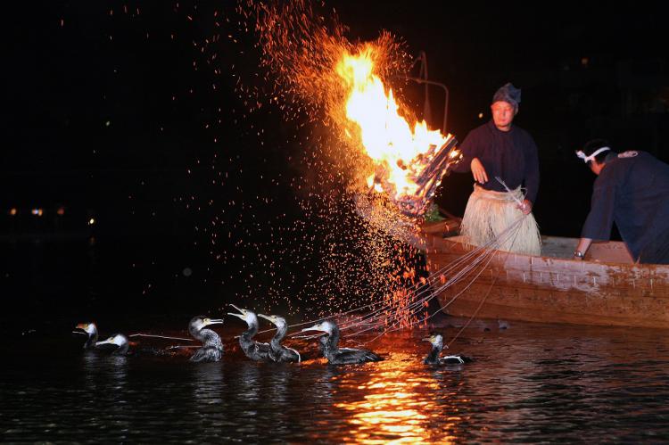 ぎふ長良川鵜飼/豊田 裕達