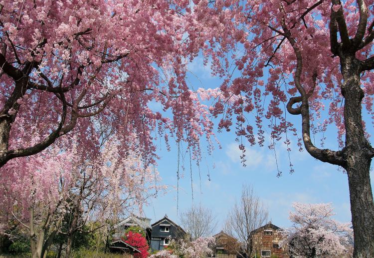 桜のカーテン/鷲主 玲子