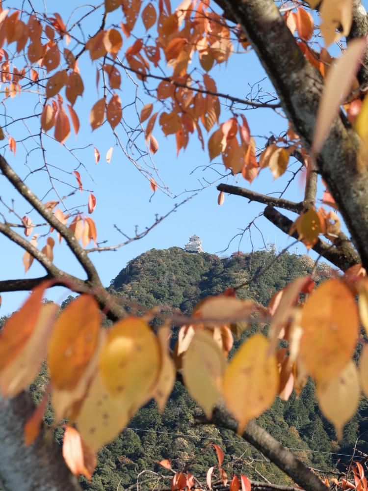 秋景つつむ岐阜城/辻 俊彦