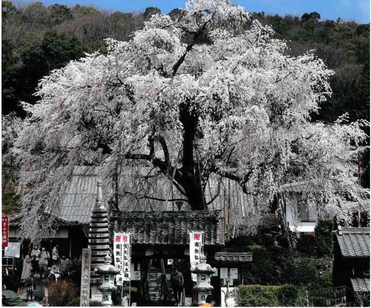 咲き乱れ/馬渕 公明