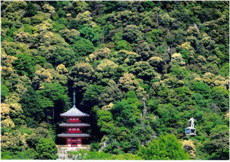 ツブラジイの咲く頃/高橋 雄治