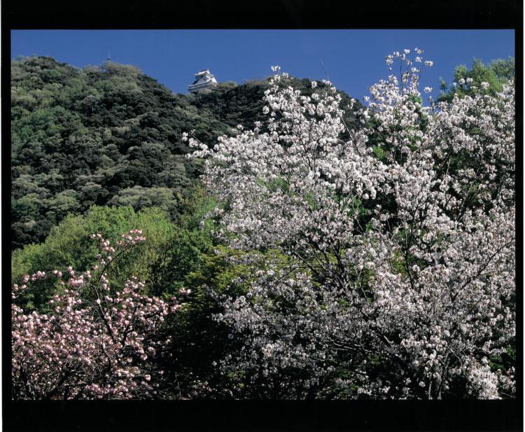 春らんまん/神山 守弘